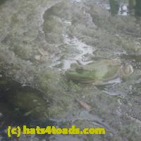 /home//u458753944/public_html/sourcegallery//Frogs/More bullfrogs/P7150853.JPG
